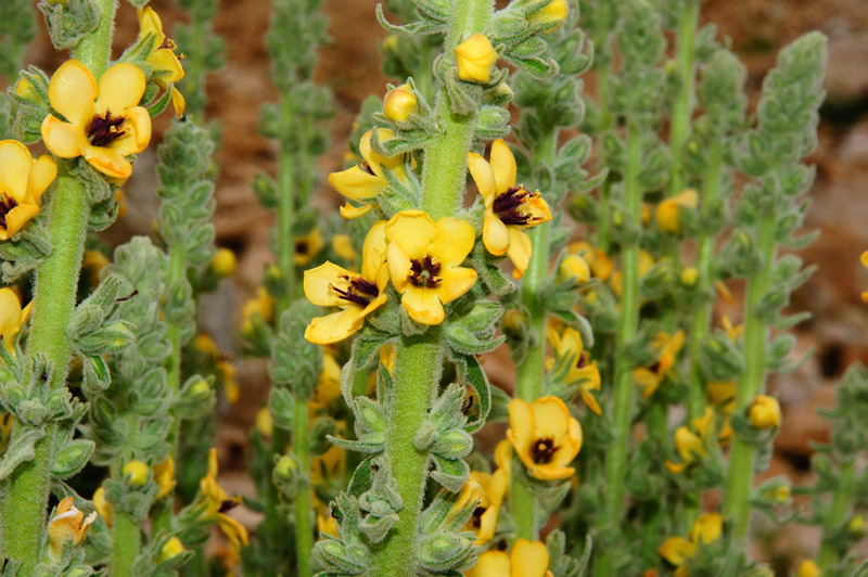 Verbascum conocarpum / Verbasco di Sardegna